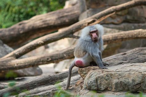 Singe au cul rouge : écologie et rôle dans lécosystème